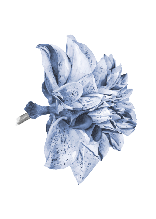 plante plakat af blå smuk blomst i retro stil