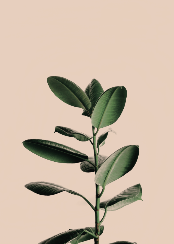 plante plakat med fine grønne blade