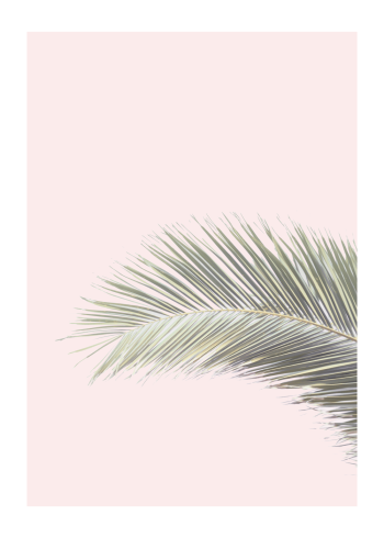 botanisk plakat med billede af palmeblade med lyserød baggrund