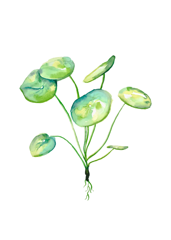 Plakat af pilea plante i flotte grønne farver