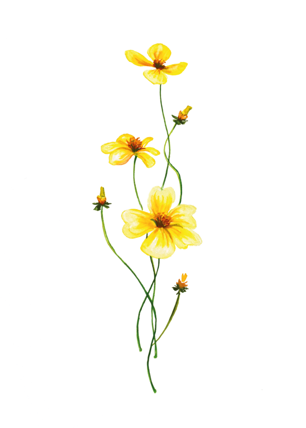 Allergi rod Fortolke Gule anemoner plakat | Botaniske plakater med moderne planter i retro stil