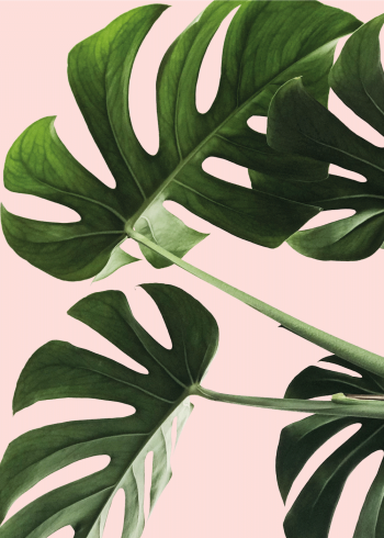 plante plakat med monstera blade og lyserød baggrund