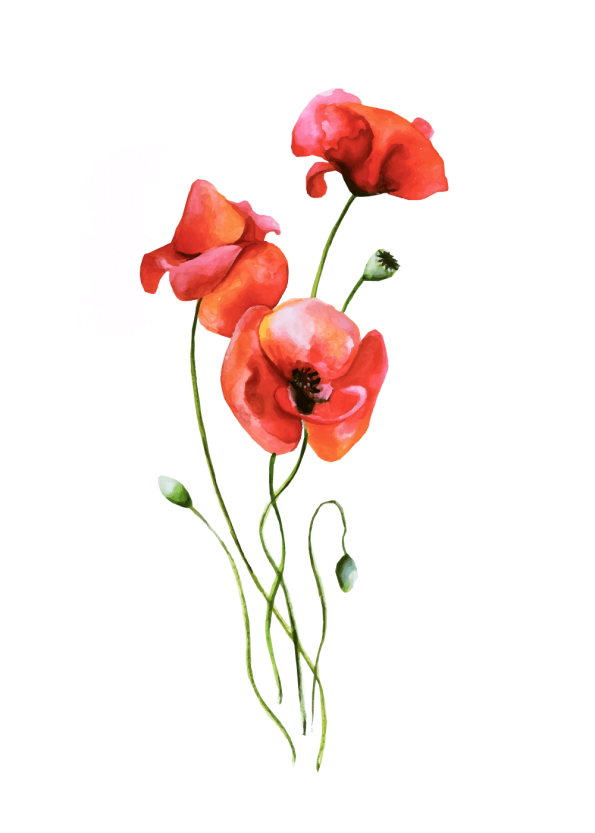 fin retro plakat med valmue blomster i røde farver
