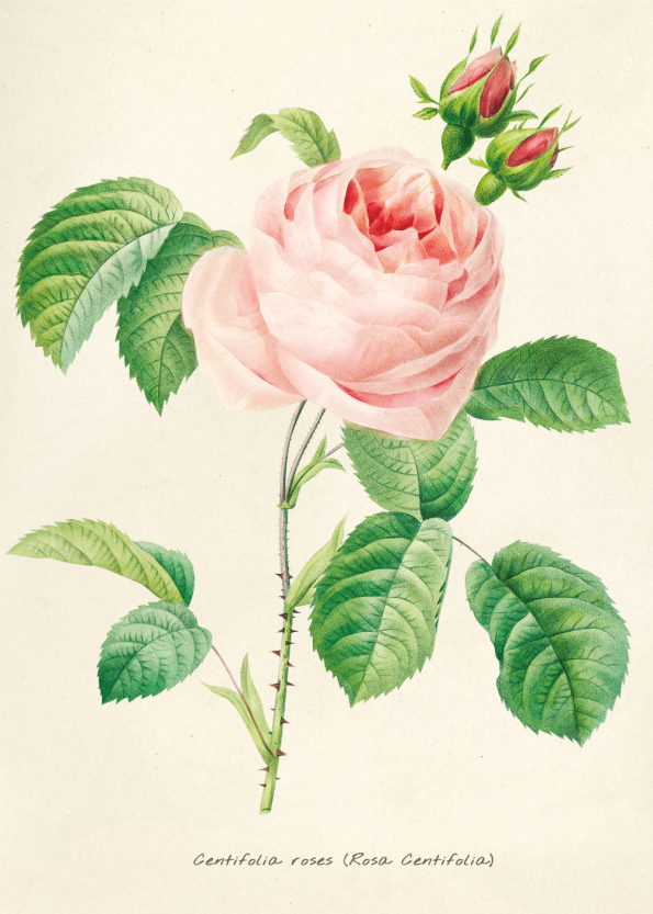 plante plakat med retro stil af lyserød rose