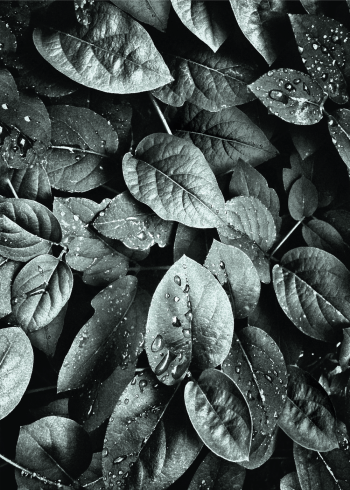 fotokunst plakat med planter og blade i flot kvalitet