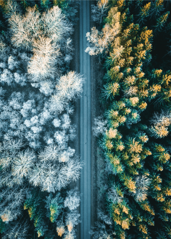 fotoplakat af en smuk frost morgen i naturen med vejen der skiller træerne
