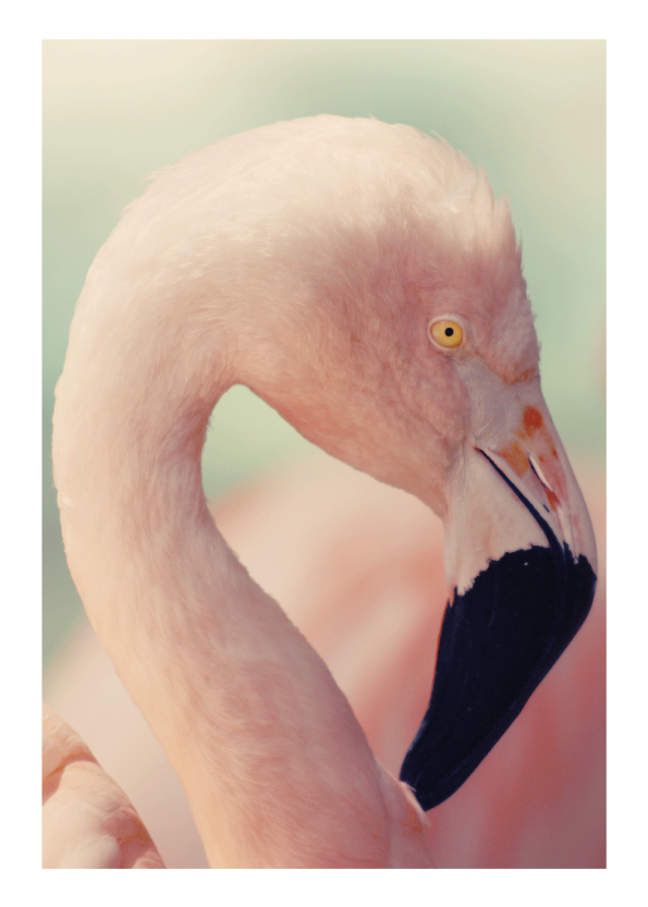 flamingo plakat med smukke eksotiske farver