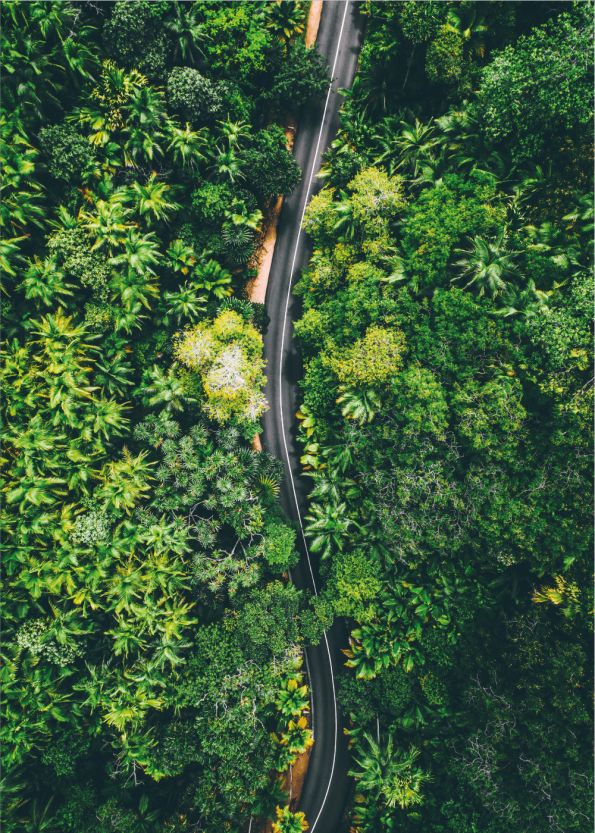 fotoplakat af landevej omgivet af tropisk grøn palme jungle