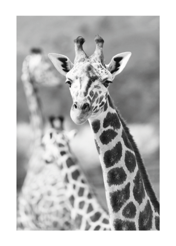 giraf plakat i fotokunst