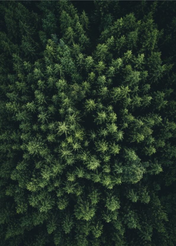 fotoplakat af den grønne skov taget med drone