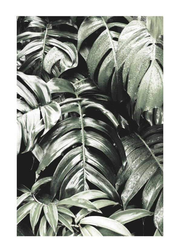 tropiske plakater med monstera planten