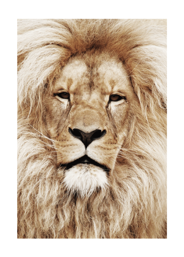 løve plakat i varme farver