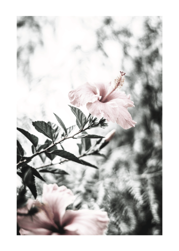 hibiscus blomst plakat