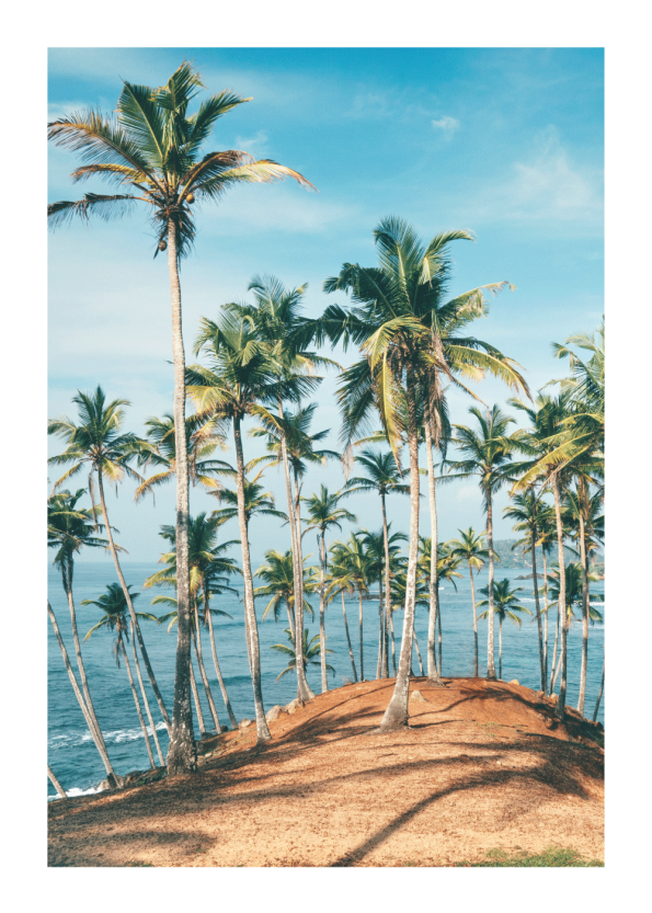 fotokunst plakater med palmer på bakke