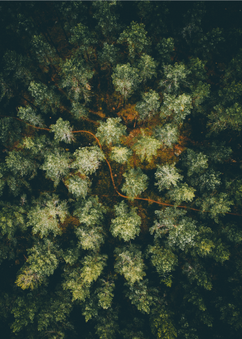 fotoplakat af nordisk skov med grantræer