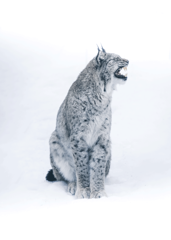 fotoplakat af en los eller en sne kat i grå toner