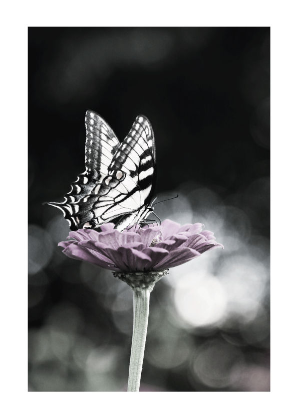 sommerfugl plakat i lilla blomst