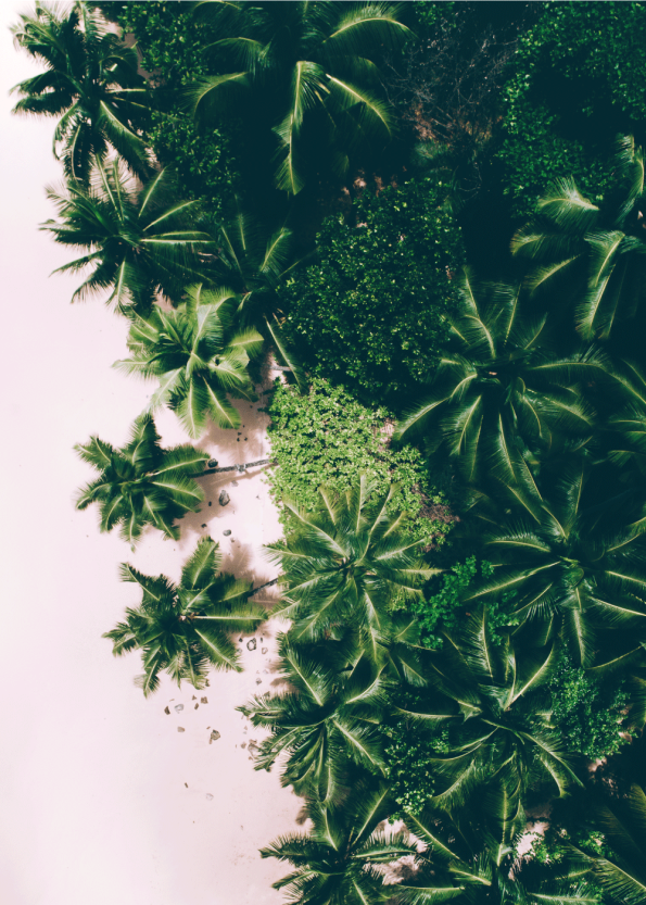 fotoplakat af smukke grønne palmer på eksotisk strand