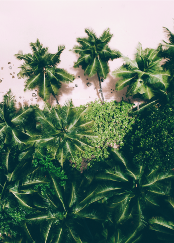 Fotoplakat af smukke grønne palmer på strand
