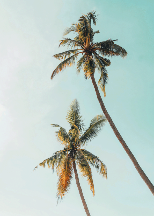 flot plakat af to palmer med blå himmel