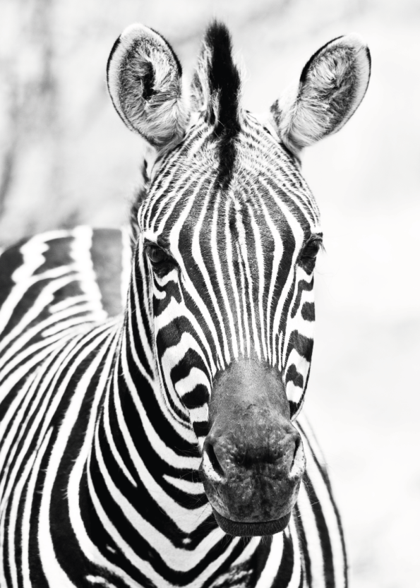 Plakater med zebraer i sort hvid farver