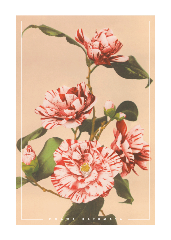japanske fotokunst plakater med røde camellias
