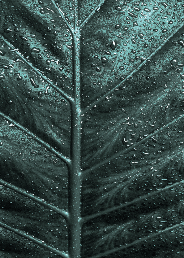 plante plakat et detaljeret billede af et blad med vanddråber
