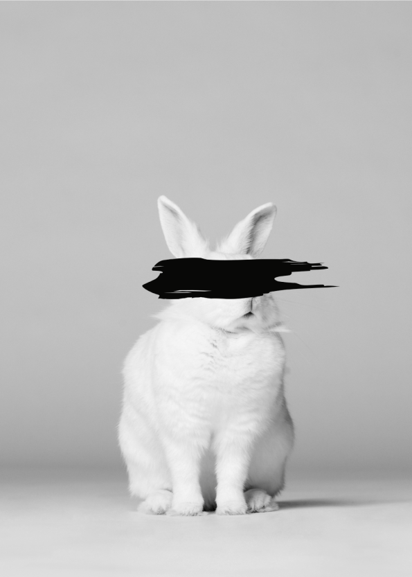 fotobillede af hvid kanin med sort for øjnene