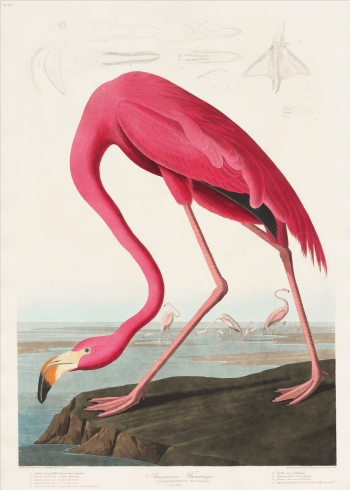 Flamingo plakater