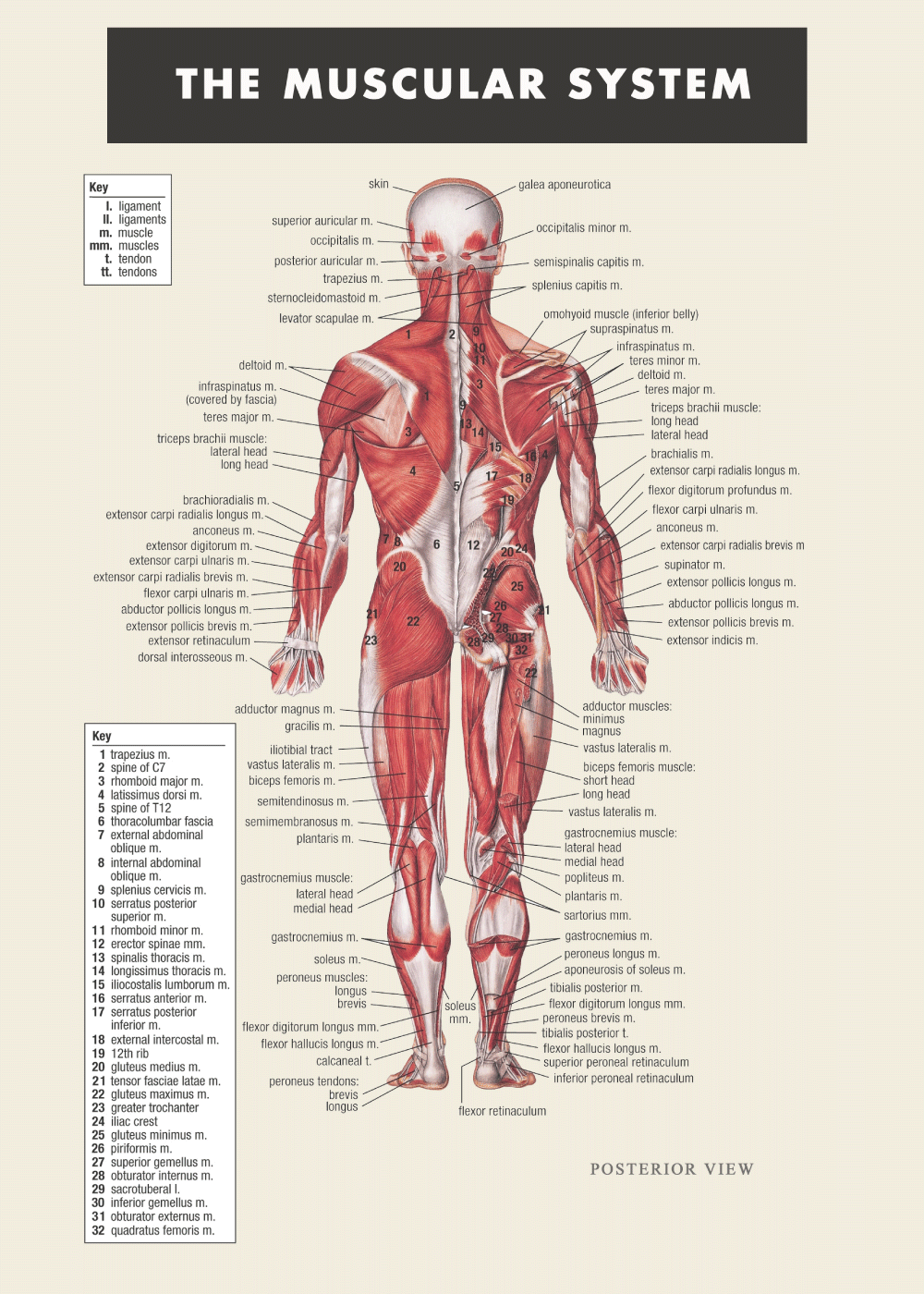 Squeak tortur skillevæg Muskel plakat | Anatomi plakat med kroppen og dens muskler