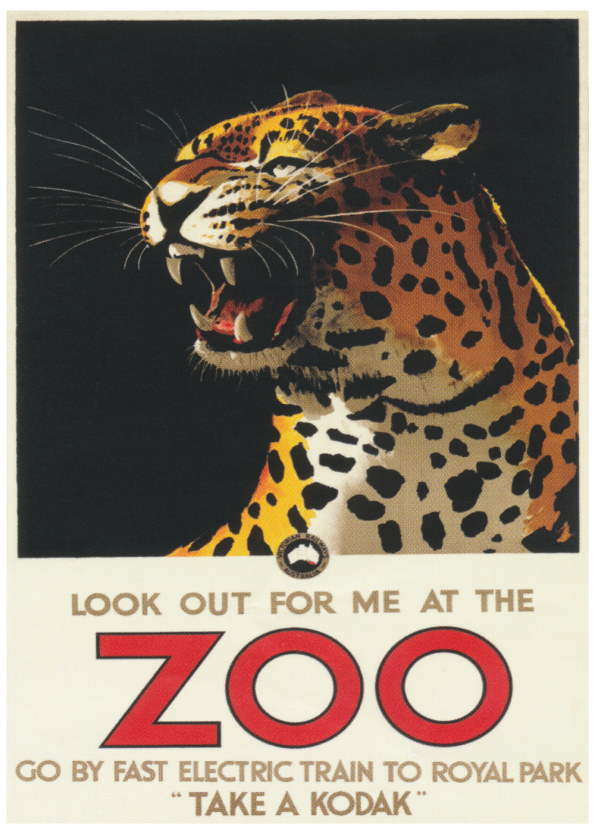 zoo plakater med leoparder