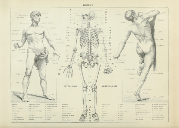 Fysiologi plakat med kroppen og skelettet