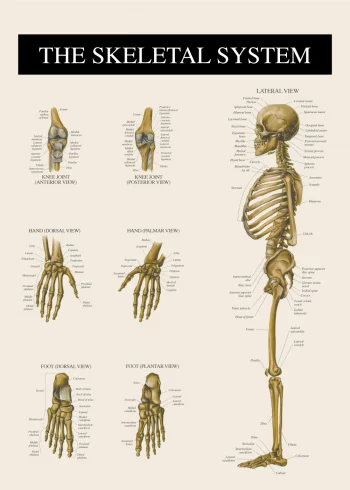 anatomi plakat med knoglerne i kroppen