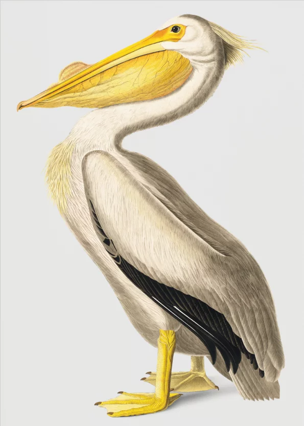 pelikan fugl i japansk design