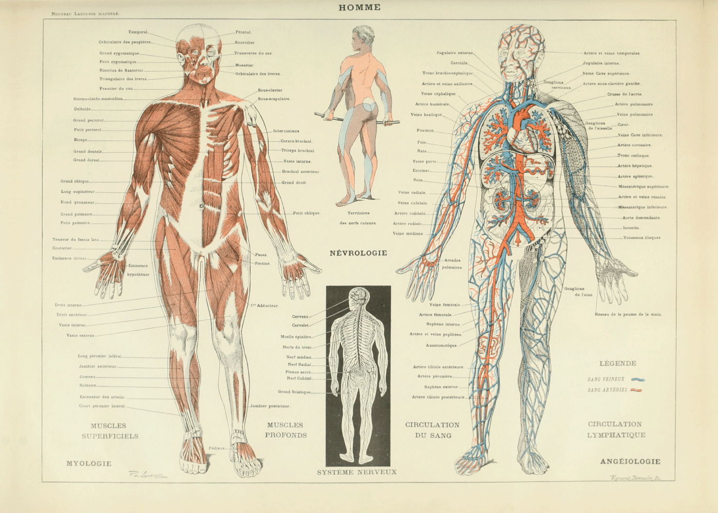 Nervesystemet plakat | Anatomi med og nervesystemet