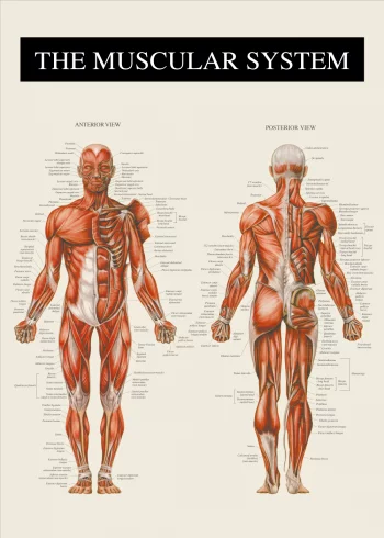 anatomi plakater med alle musklerne