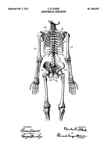 plakater med originale patent tegninger af anatomi skellet