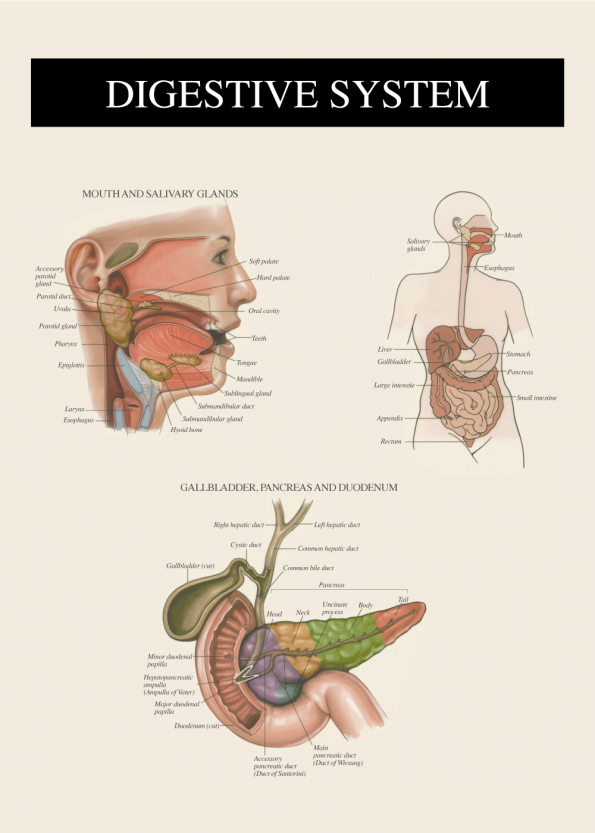 digestive system anatomi plakat