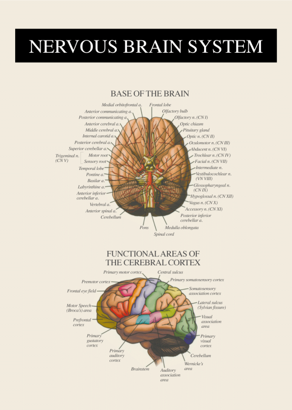nervesystemet af hjernen anatomi plakat