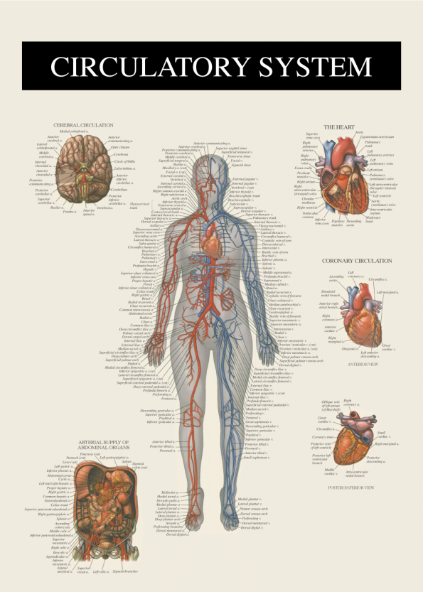 Plakat om kroppens blodåre AN10013