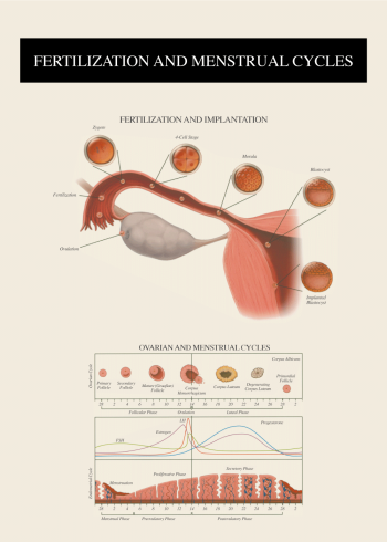 anatomi plakat af æggestok og cyklus