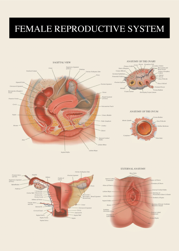 anatomi plakat af kvindens vagina