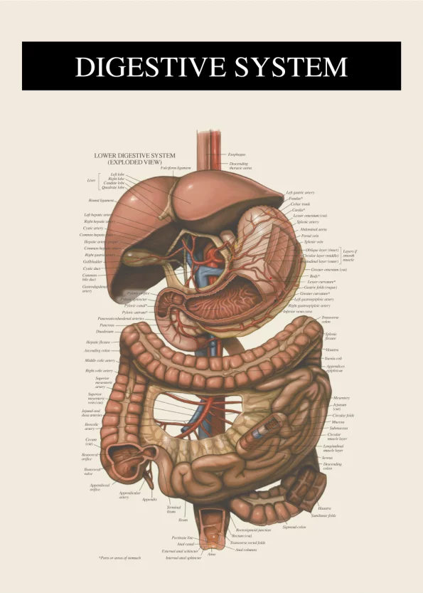 fordøjelse systemet anatomi plakat