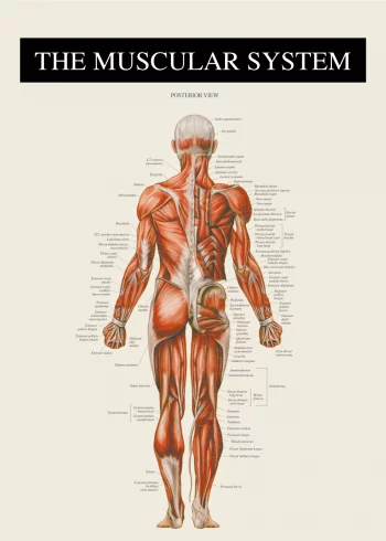 anatomi plakat med muskulaturen bagfra