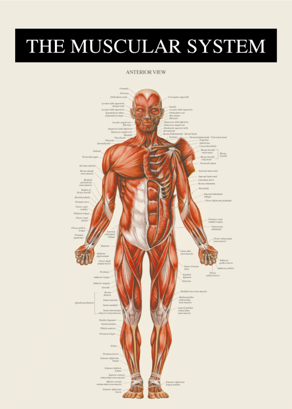 anatomi plakat med muskulaturen