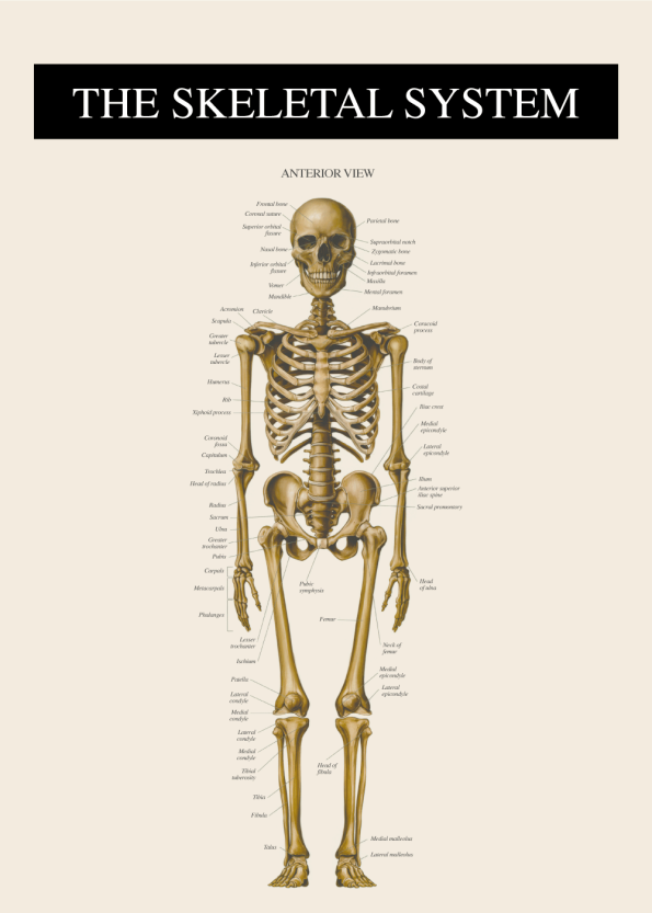 plakater med skelettet