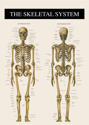 anatomi plakat af skelettet for- og bagfra