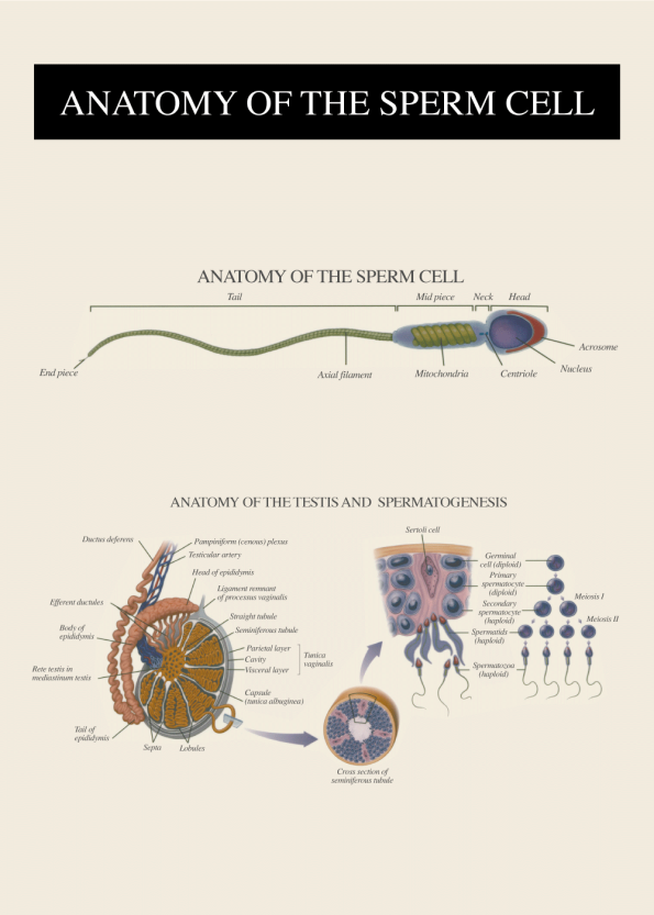 anatomi plakat af sædseller og befrugtning