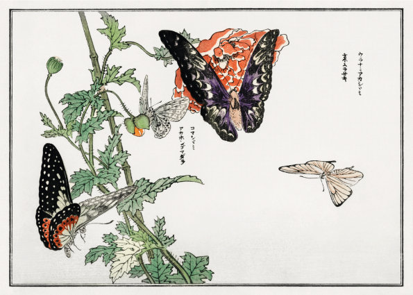 japanske plakater med sommerfugle