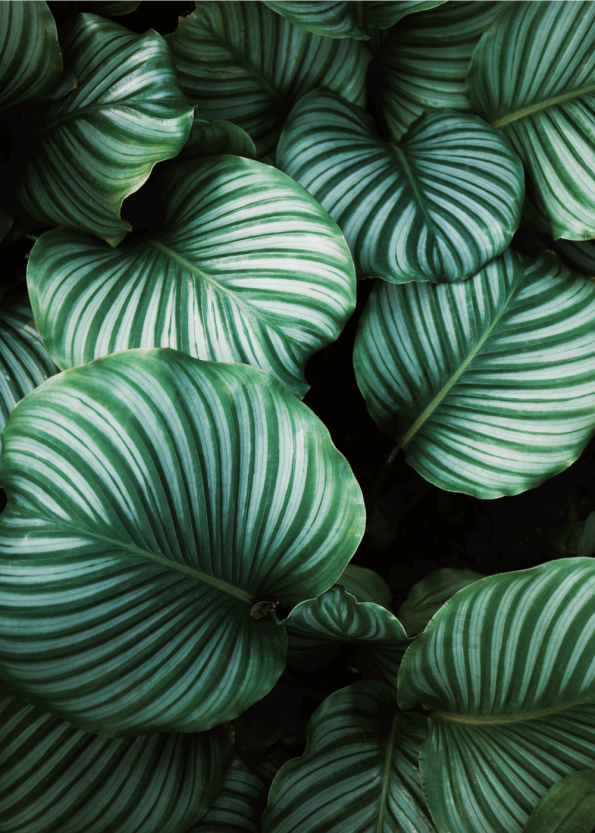 fotoplakat med botanisk stemning med flotte grønne blade